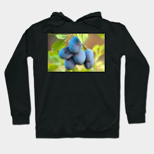 Ripe blue plums in an orchard Hoodie